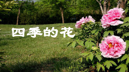 春夏秋冬开的花有哪些？春夏秋冬相对应开的花