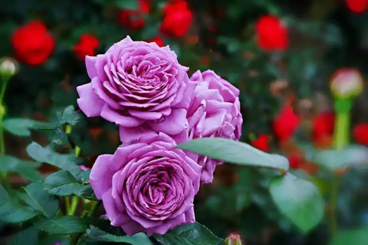紫色玫瑰的花语是什么？揭晓紫色玫瑰的花语和象征