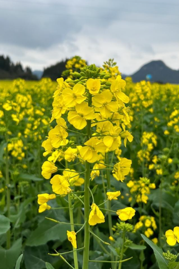 油菜花一般什么时候开？罗平油菜花2025最佳旅游时间