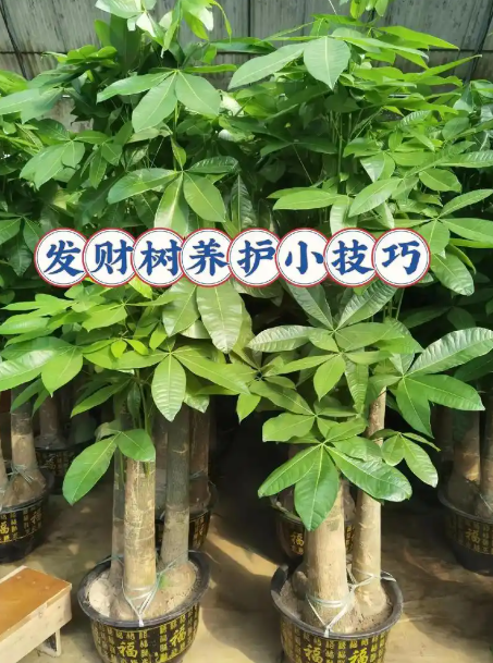 冬天室内养发财树怎么养？公布冬天养发财树注意事项