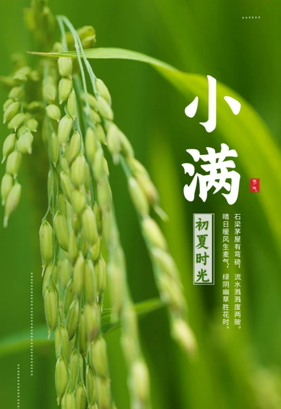 小满时节已至，你知道它在二十四节气中是什么时候吗？