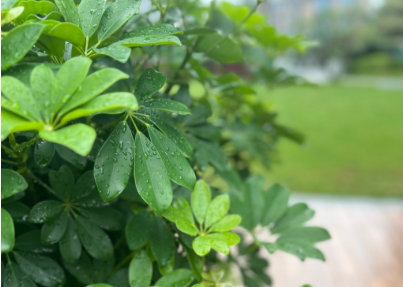 适合南方气候的花卉与绿植，南方喜暖植物推荐