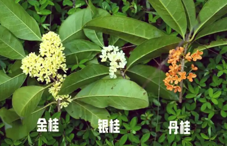 桂花树开花时间表：金桂、银桂、四季桂等品种开花月份全解析