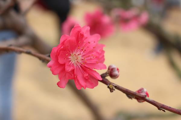 【十全十美生肖是什么 十全十美的十二生肖】