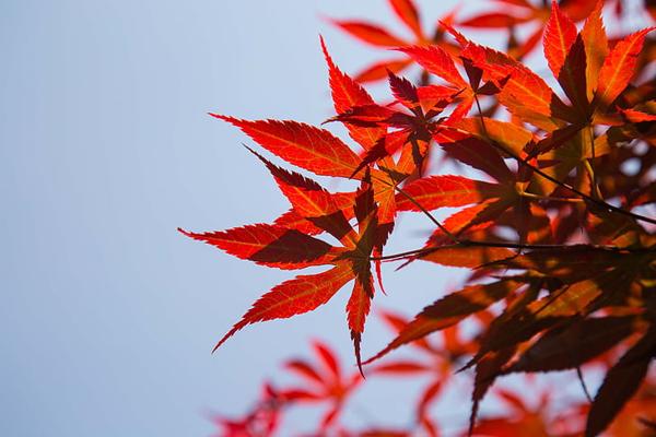 清明节有哪三个风俗（清明节有哪三个风俗 视频）
